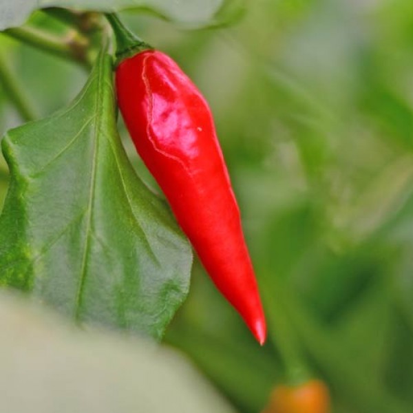 Bio_Habanero_Maya_Red_Chili_Samen_01.jpg