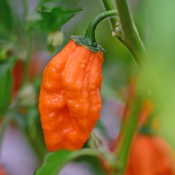 Bio_Carbonero_Chili_Samen_01.jpg