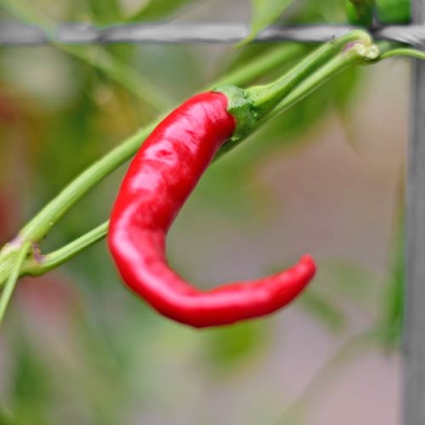 Bio_Cayenne_Chili_Samen_01.jpg