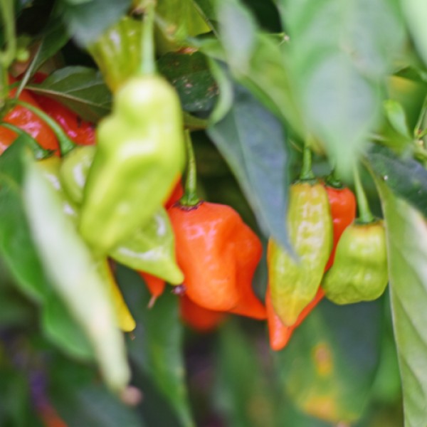 Bio_Habanada_Chili_Samen_01.jpg