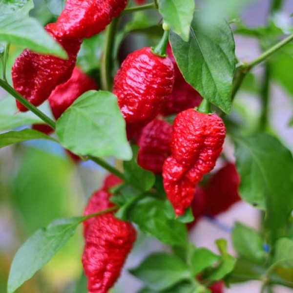 Bio Bhut Jolokia Red Chili Samen